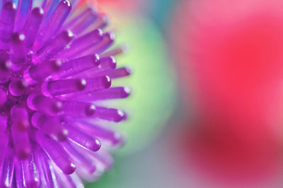 Close-up of pink flower