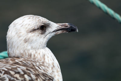 Close-up of eagle