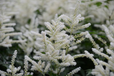 Close-up of frozen plant during winter