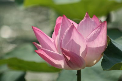 Close-up of pink lotus