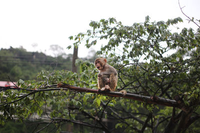 Low angle view of monkey sitting on tree