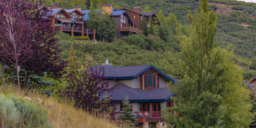 House amidst trees and plants in forest