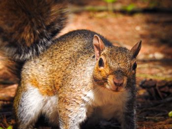 Close-up of squirrel