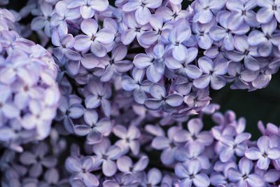 Close-up of purple hydrangea flowers