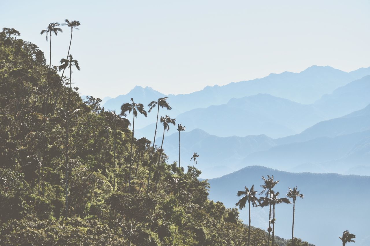 mountain, sky, plant, tree, scenics - nature, beauty in nature, nature, tranquility, growth, tranquil scene, day, clear sky, no people, non-urban scene, mountain range, environment, outdoors, idyllic, copy space, land, mountain peak