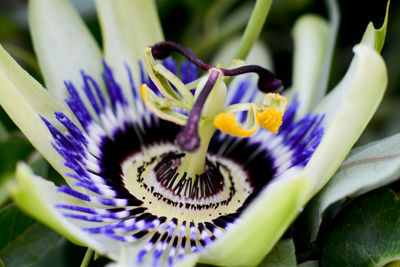 Close-up of purple flower