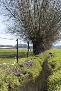 Bare trees on field against sky