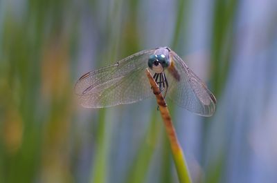 Close-up of damselfly on plant