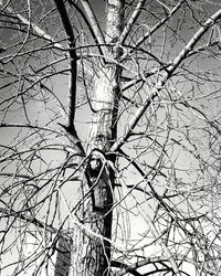 Low angle view of bare tree against sky