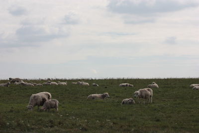 Sheep grazing in a field, stonehenge. 