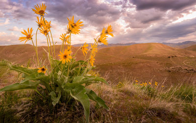 Scenic view of flowering plants on field against sky