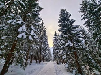 Pine trees on snow covered road against sky