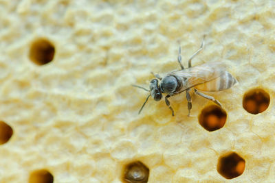 Close-up of bee
