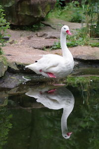 White swan in lake