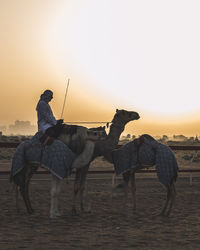 Man riding horse on field against clear sky