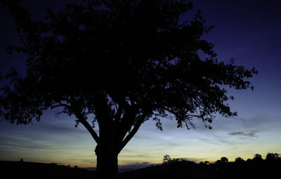 Low angle view of silhouette tree against sky