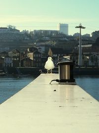 Seagull perching on city against sky