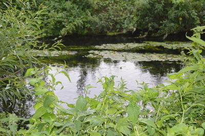Reflection of trees in lake