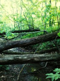 Trees in forest