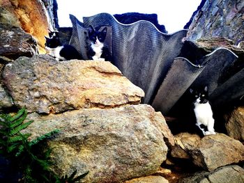 Close-up of sheep on rock against sky
