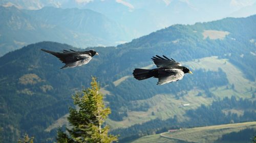 High angle view of birds flying over mountains