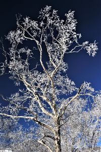 Low angle view of frozen tree against sky