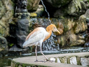 Bird perching on rock by water