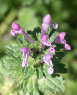 Close-up of pink flowers