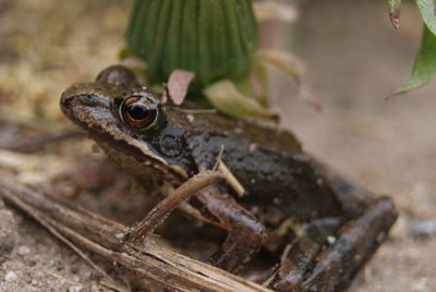 Close-up of lizard