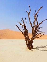 Dead tree in desert against sky
