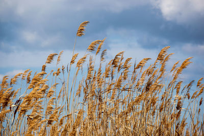 Low angle view of stalks in field against sky