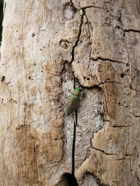 Close-up of insect on tree trunk