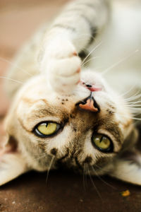 Close-up portrait of a cat