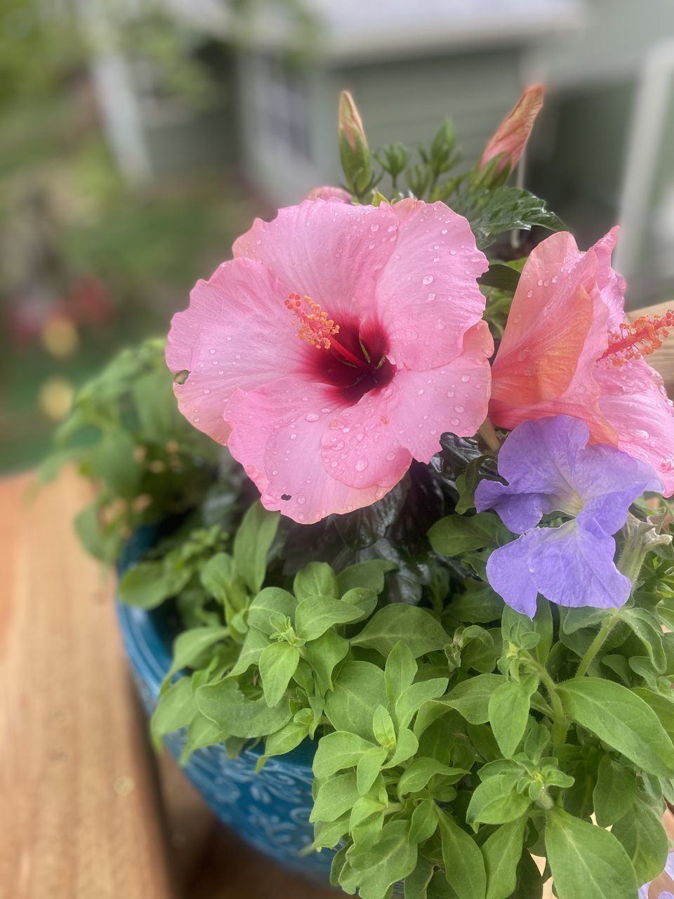 CLOSE-UP OF PINK FLOWER PLANT