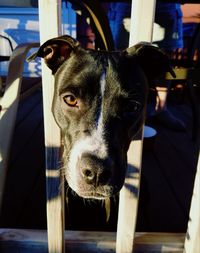 Close-up portrait of dog