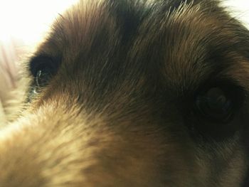 Close-up of dog