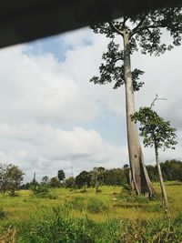 Tree on field against sky