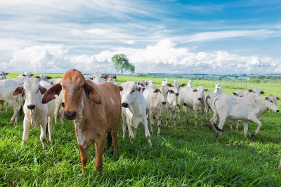 Cows on field against sky