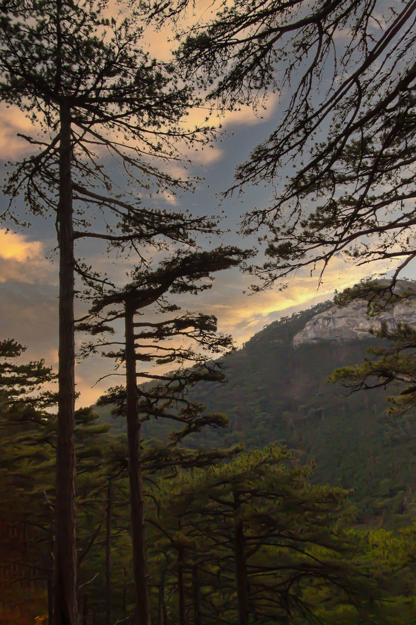 SCENIC VIEW OF TREE MOUNTAINS AGAINST SKY DURING SUNSET