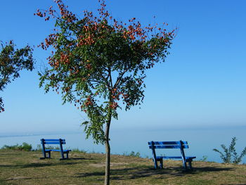 Bench on tree by sea against clear blue sky