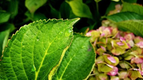 Close-up of water drops on leaf