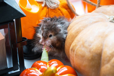 Close-up of food