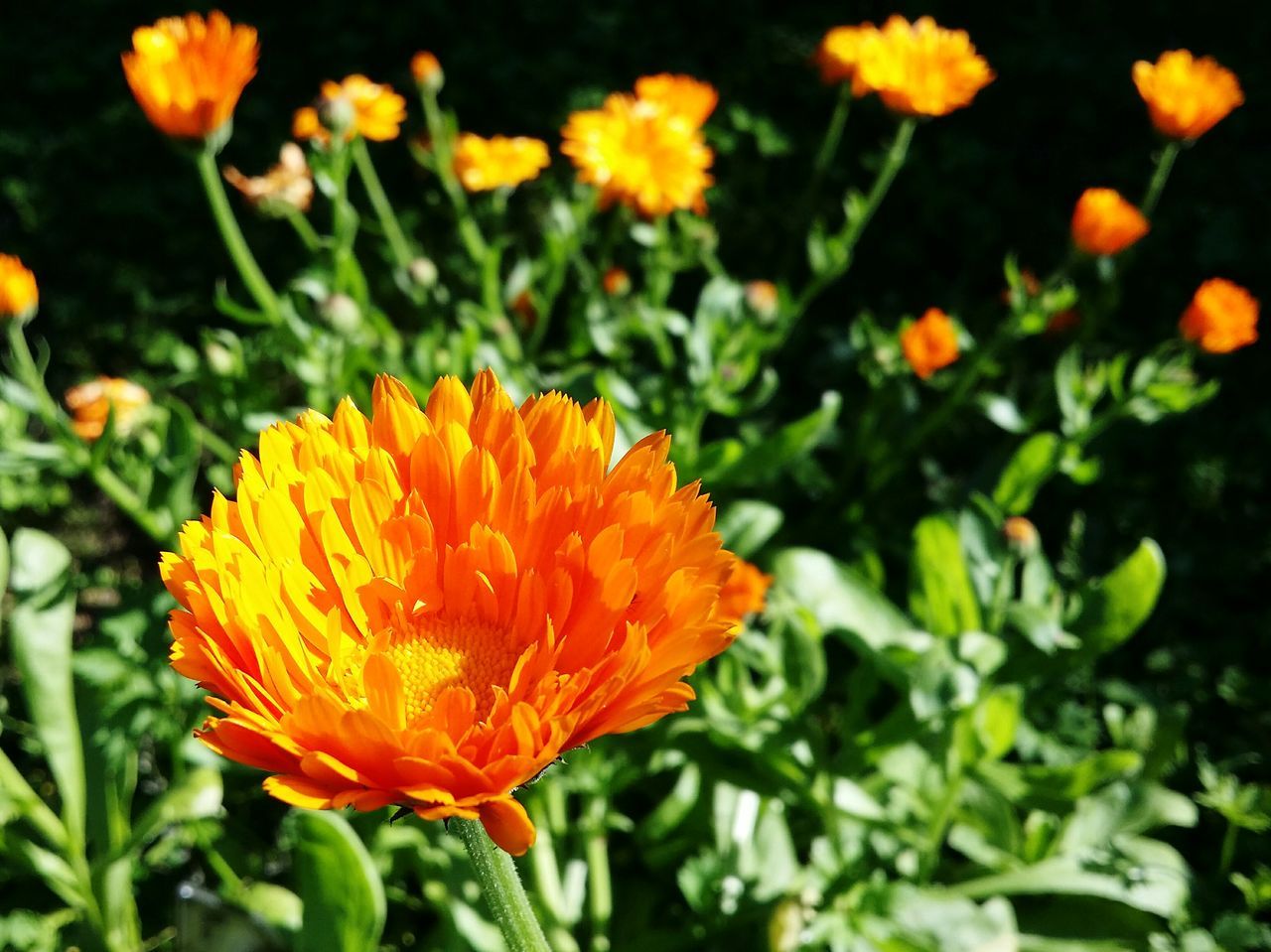 flower, freshness, fragility, growth, petal, flower head, orange color, beauty in nature, close-up, springtime, plant, focus on foreground, in bloom, nature, vibrant color, botany, blossom, day, selective focus, blooming, softness, outdoors, new life, pollen, bloom, summer, red, gaillardia