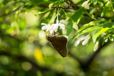 Close-up of butterfly on plant