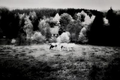 Sheep grazing on field