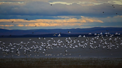 Birds flying over sea against sky during sunset