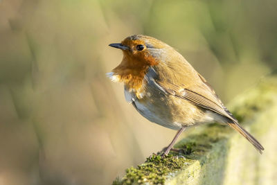 Close-up of bird perching on branch