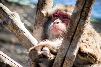 Close-up of monkey sitting on tree branch in zoo