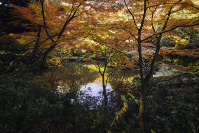 Scenic view of lake in forest