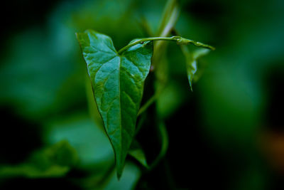 Close-up of fresh green plant